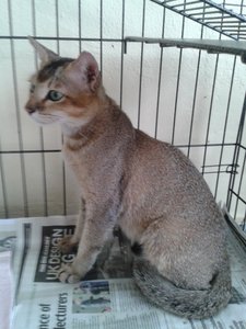 Lion - Abyssinian + Domestic Short Hair Cat