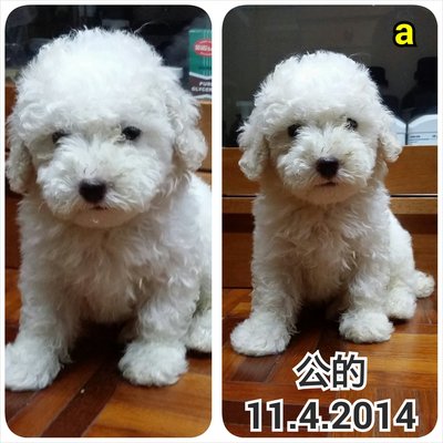 Snowy White Poodle - Poodle Dog