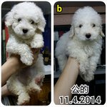 White poodle 2