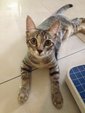 Fishka - Domestic Short Hair + Domestic Medium Hair Cat