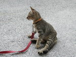 Kiti Cat - Domestic Short Hair Cat