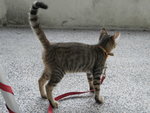 Kiti Cat - Domestic Short Hair Cat