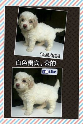 Coffee Milk White Poodle - Poodle Dog