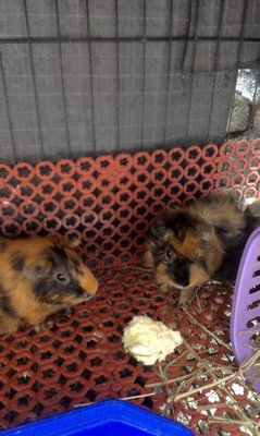 3 Guinea Pigs、adoption - Guinea Pig Small & Furry