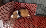 3 Guinea Pigs、adoption - Guinea Pig Small & Furry