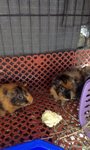 3 Guinea Pigs、adoption - Guinea Pig Small & Furry