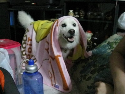 Bebe - Spitz Dog
