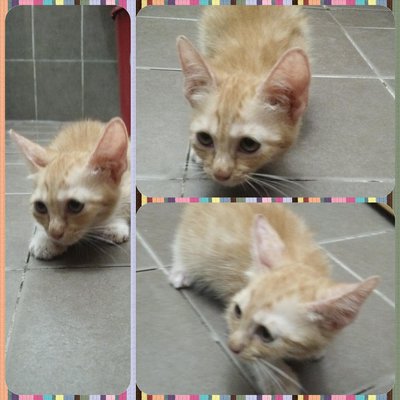 Not Name Yet - Domestic Short Hair Cat