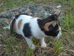 Sophie De'zarra - Domestic Short Hair + Calico Cat