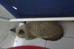 Coki A.k.a. Tim - Domestic Short Hair Cat