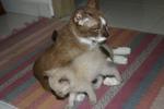 Picture taken in July 2006, with her kitten