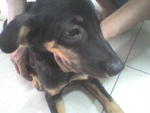 Blackey  - Mixed Breed Dog