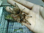 Octavia - Tarantula Small & Furry