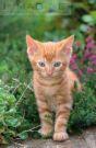 Caramel - Domestic Short Hair Cat