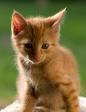 Caramel - Domestic Short Hair Cat