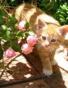 Caramel - Domestic Short Hair Cat