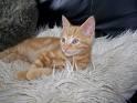 Caramel - Domestic Short Hair Cat