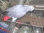 Pollie &amp; Mollie - African Grey Bird