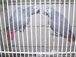 Pollie &amp; Mollie - African Grey Bird