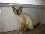 Gebu - Siamese + Domestic Short Hair Cat