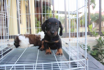 Super Quality Mini Dachshund Puppy - Dachshund Dog