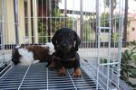 Super Quality Mini Dachshund Puppy - Dachshund Dog