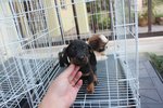 Super Quality Mini Dachshund Puppy - Dachshund Dog