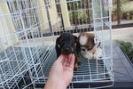 Super Quality Mini Dachshund Puppy - Dachshund Dog
