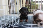 Super Quality Mini Dachshund Puppy - Dachshund Dog