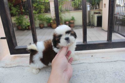 Super Quality Shih Tzu Puppies  - Shih Tzu Dog