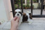 Super Quality Shih Tzu Puppies  - Shih Tzu Dog