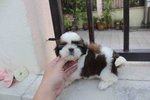 Super Quality Shih Tzu Puppies  - Shih Tzu Dog