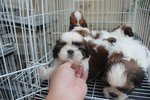 Super Quality Shih Tzu Puppies  - Shih Tzu Dog