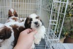 Super Quality Shih Tzu Puppies  - Shih Tzu Dog