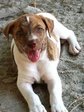 Millan - Mixed Breed Dog