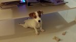 PF58032 - Jack Russell Terrier Dog