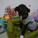 ♡ Sunny ♡ ( Video-toilet Trained ) - Mixed Breed Dog