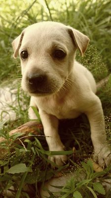 White Prince - Mixed Breed Dog