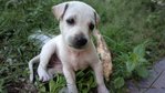 White Prince - Mixed Breed Dog