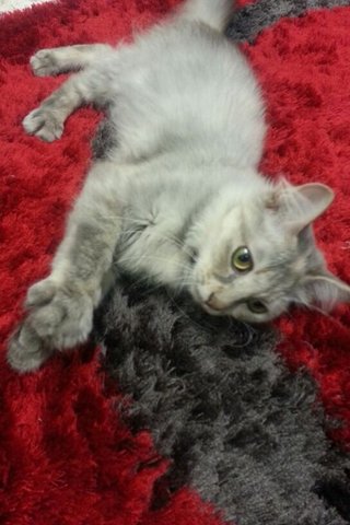 Mochi - Domestic Long Hair + Persian Cat