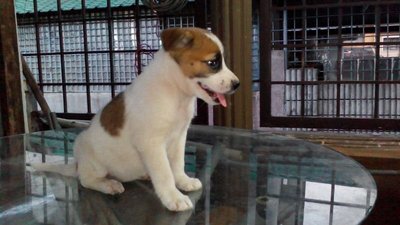 Pony - Mixed Breed Dog