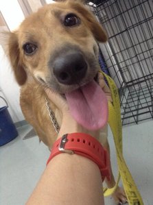 Hao Hao - Golden Retriever Mix Dog