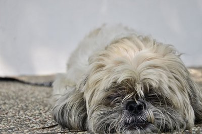 Puffy - Shih Tzu Dog