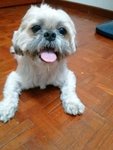 Puffy - Shih Tzu Dog