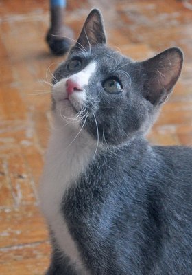 Maksim - Russian Blue + Tuxedo Cat