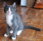 Maksim - Russian Blue + Tuxedo Cat