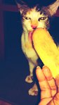 April 2012. Marble licks her fav fruit. 