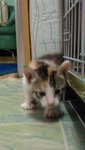 Marble's first steps outside her cage at 1 months old. 