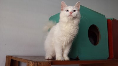 Persian - Persian Cat