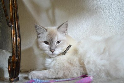 Novy - Siamese + Persian Cat